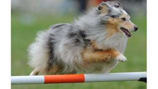 Dog jumping in contest
