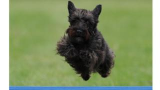 Dog jumping in contest