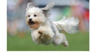 Dog jumping in contest