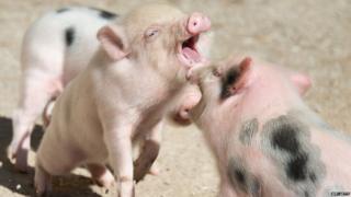 Minipigs