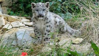 Snow leopard cub