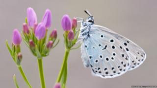 Large blue butterfly / Ross Hoddinott / 2020VISION