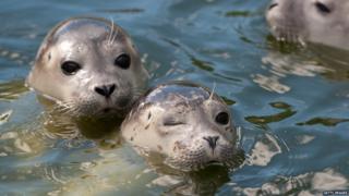 Seals being released