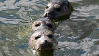 Seals being released