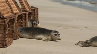 Seals being released