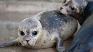 Seals being released
