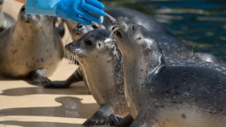 Seals being fed