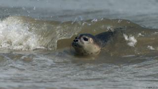 Seals being released