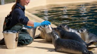 Seals being fed