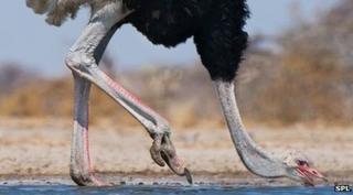 Ostrich