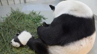 panda and baby