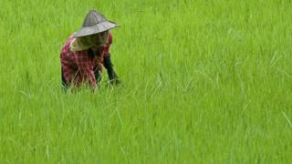 A Myanmar farmer works in a paddy field