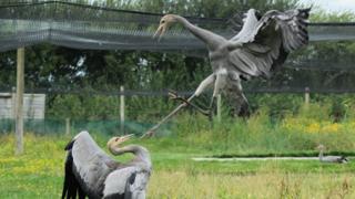 A pair of Eurasian cranes sparring as they are prepared for the wild at Crane school