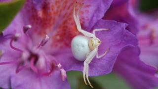 A crab spider on a purple flower