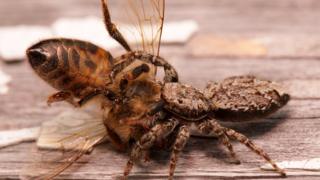 A jumping spider (Salticidae) wrestles with an impressive honeybee catch (Apis mellifera)