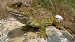 Female tuatara being tracked to and from her nesting rookery with a spool of cotton attached to her tail