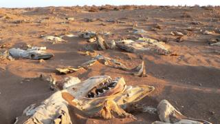 Carcasses of de-finned sharks washed up on the Pacific shore of Mexico (near Guerrero Negro, Baja California Sur)
