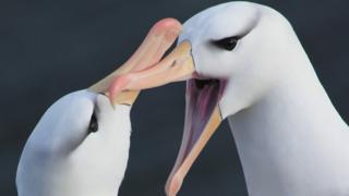 Black-browed albatross (Thalassarche melanophrys) pair greeting one another, Saunders Island, Falkland Islands.