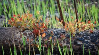 A fallen pink bloodwood (Corymbia intermedia) and blady grass (Imperata cylindrica) resprout