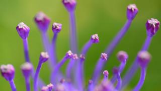 Tassel Hyacinth (Muscari comosum) in the wild (Lefkas, Greece)