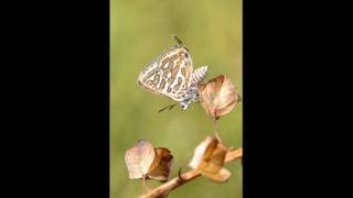 Levantine Leopard (Apharitis acamas) butterfly