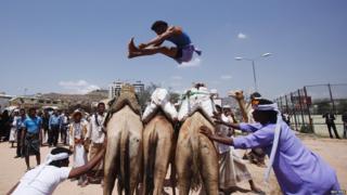 A Bedouin man jumps over camels