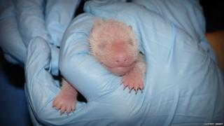 Baby panda in the hands of a zoo worker