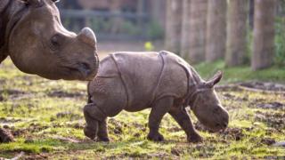 Komala, a new Indian rhino calf, with her mum Asha, at Chester Zoo.