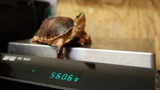 Trudie, a McCordie Box Turtle, is weighed at Whipsnade Zoo near Dunstable, Beds as part of their annual weigh-in