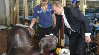 Vladimir Putin shaking hands with a walrus