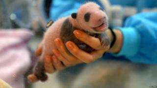 Baby panda