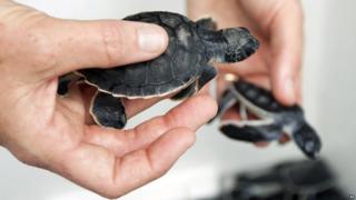 Baby turtle