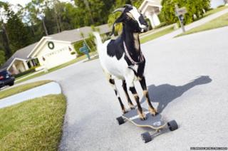 A skateboarding goat