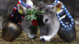 cows