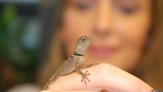 A baby lizard on a hand