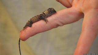 A tiny lizard on a finger