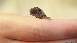 A tiny lizard on a hand