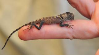 A little lizard on a finger