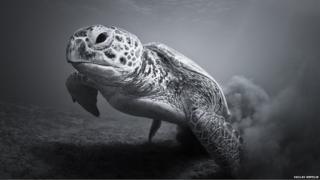 A black and white photo of a turtle in the Red Sea
