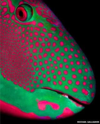 A green and pink spotty parrotfish.