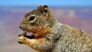 It is a picture of a squirrel from the Grand Canyon nibbling on a piece of apple.