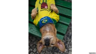 Eight-year-old female dog Pulguinha sleeps with the Brazilian football team jersey on a bench in Rio de Janeiro, Brazil