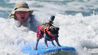 A dog catches a wave at the 5th Annual Surf Dog competition in California.