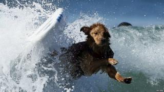 Dog falls of surf board