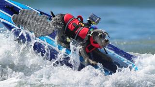 Cool dog on a surd board