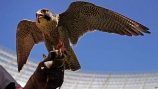 The Peregrine falcon is one of the fastest birds of prey in the world and is used to chase away rodent birds at the Cape Town soccer stadium and other venues. It takes around three weeks for a bird to be trained for rodent prevention.