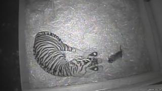 Tiger mum and cub moments after being born