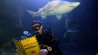 Diver and a shark