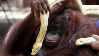 A orangutan plays with a pair of albino Burmese Python as the Malabon Zoo celebrates World Animal Day