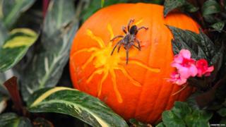 Spider crawling over a pumpkin